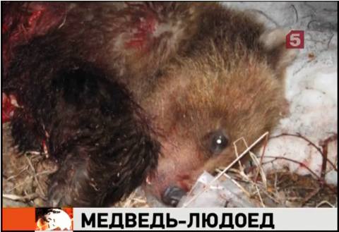 Медведи людоеды убиты